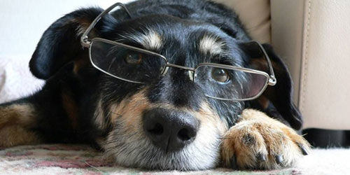Pet and Dog Friendly