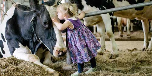 Farm Stays