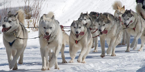 Romping With the Huskies