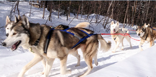 Dog Biscuits for All the Good Sports