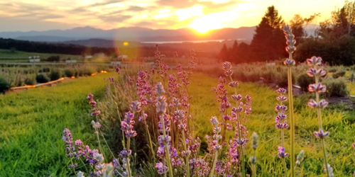 Lavender Essentials in Northern Vermont