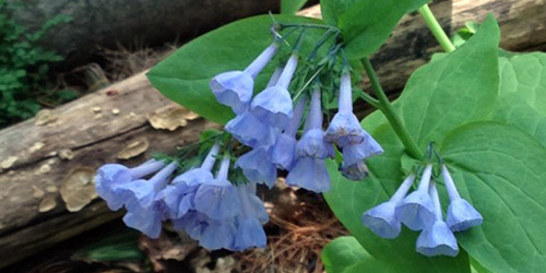 Encounter Native Wildflowers a Step from the Museum