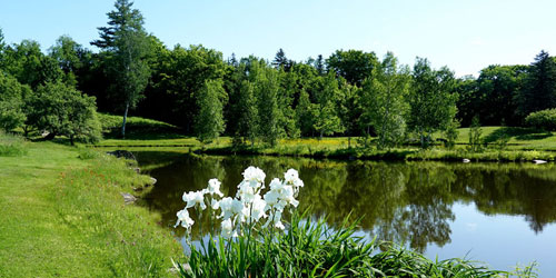 Contemplation and Quiet Next to the Forest