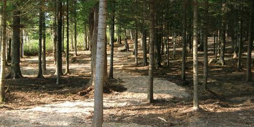 Dog Parks -- Off Leash